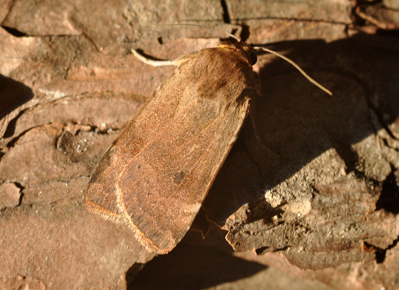 Quale Noctua? Noctua comes  (cfr.)